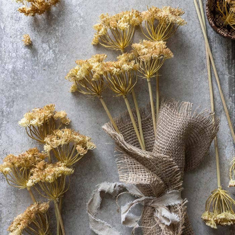 Yarrow Bunch Flower Stem