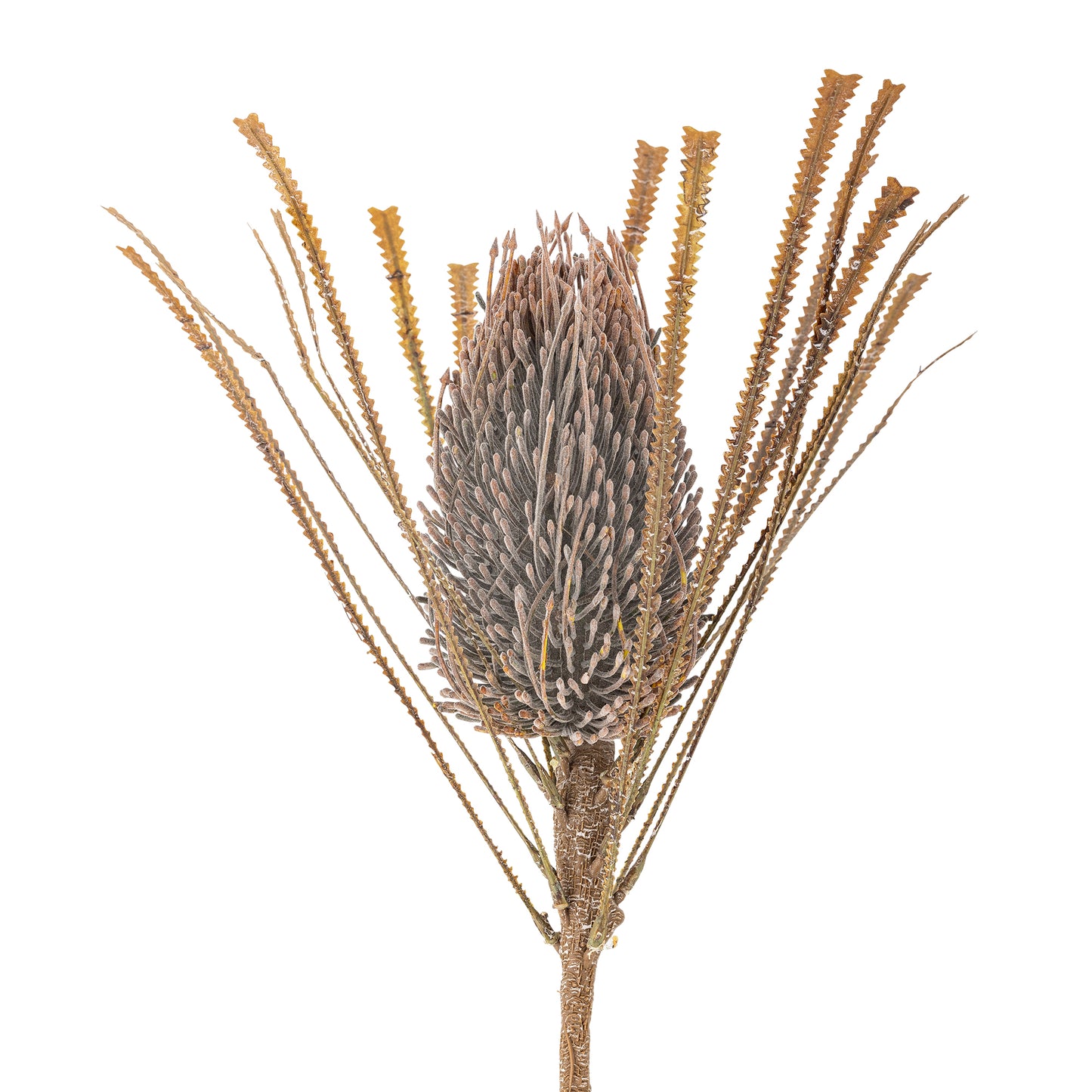 Mocha Palmflower Stem