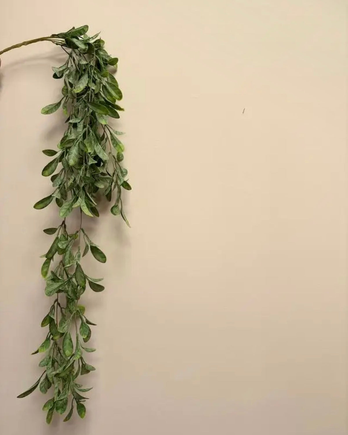 Trailing Lavenia Stem