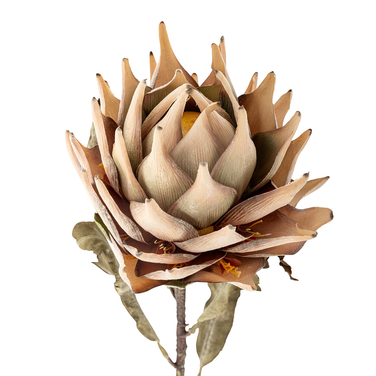 King Protea Stem - Design Vintage