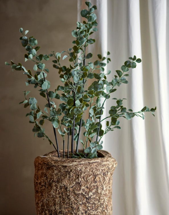 Potted Eucalyptus Plant - Design Vintage