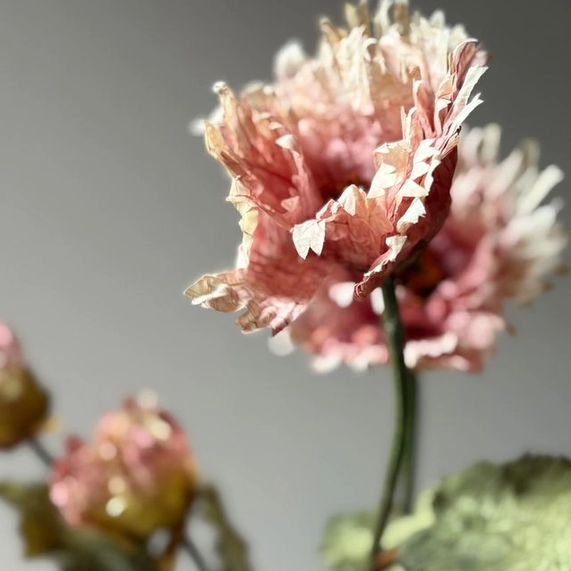 Vintage Blush Poppy