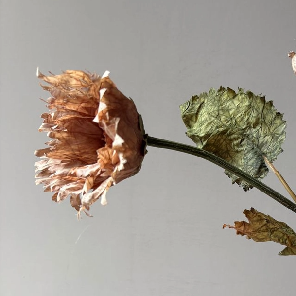 Vintage Rust Poppy