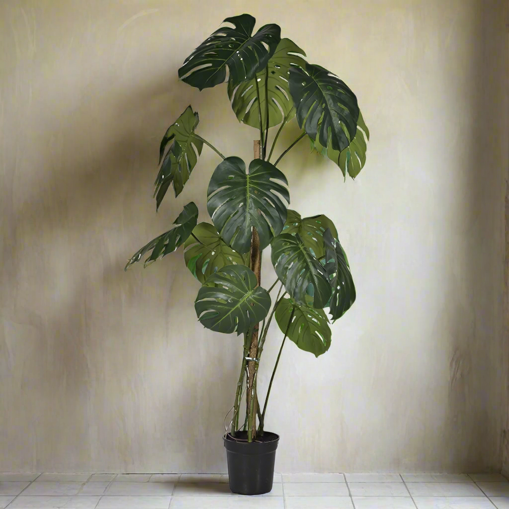 Large Monstera Plant - Design Vintage