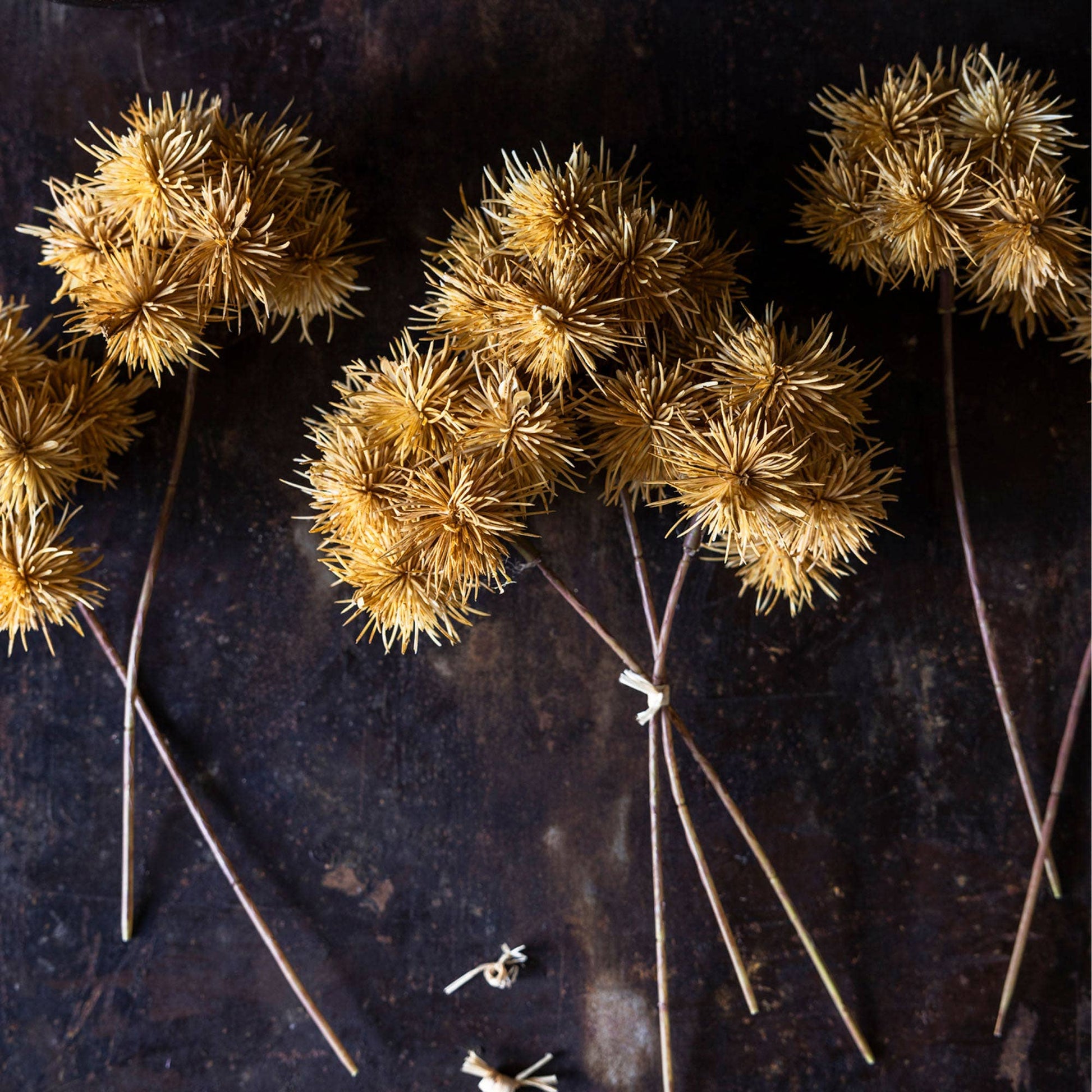 Cluster of Marron Stems - Design Vintage