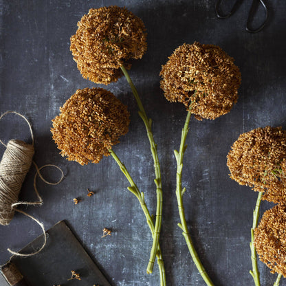 Umber Allium Stem - Design Vintage