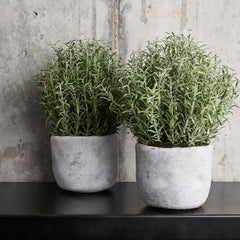 Rosemary Bush in Concrete Pot