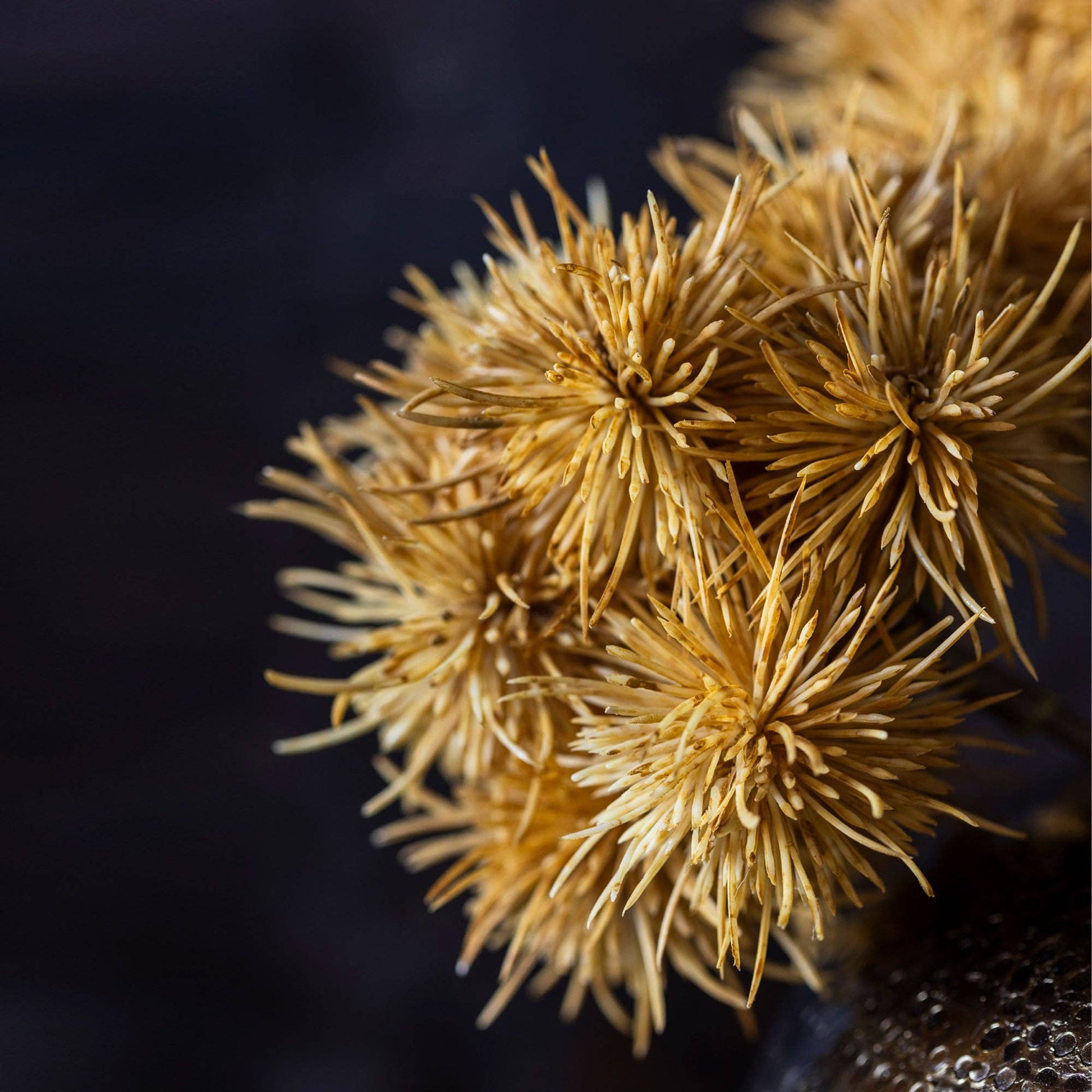 Cluster of Marron Stems - Design Vintage