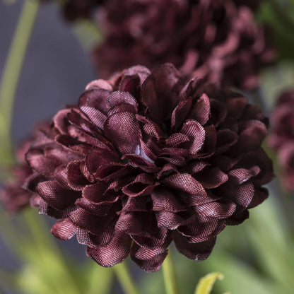 Dark Clove Stem