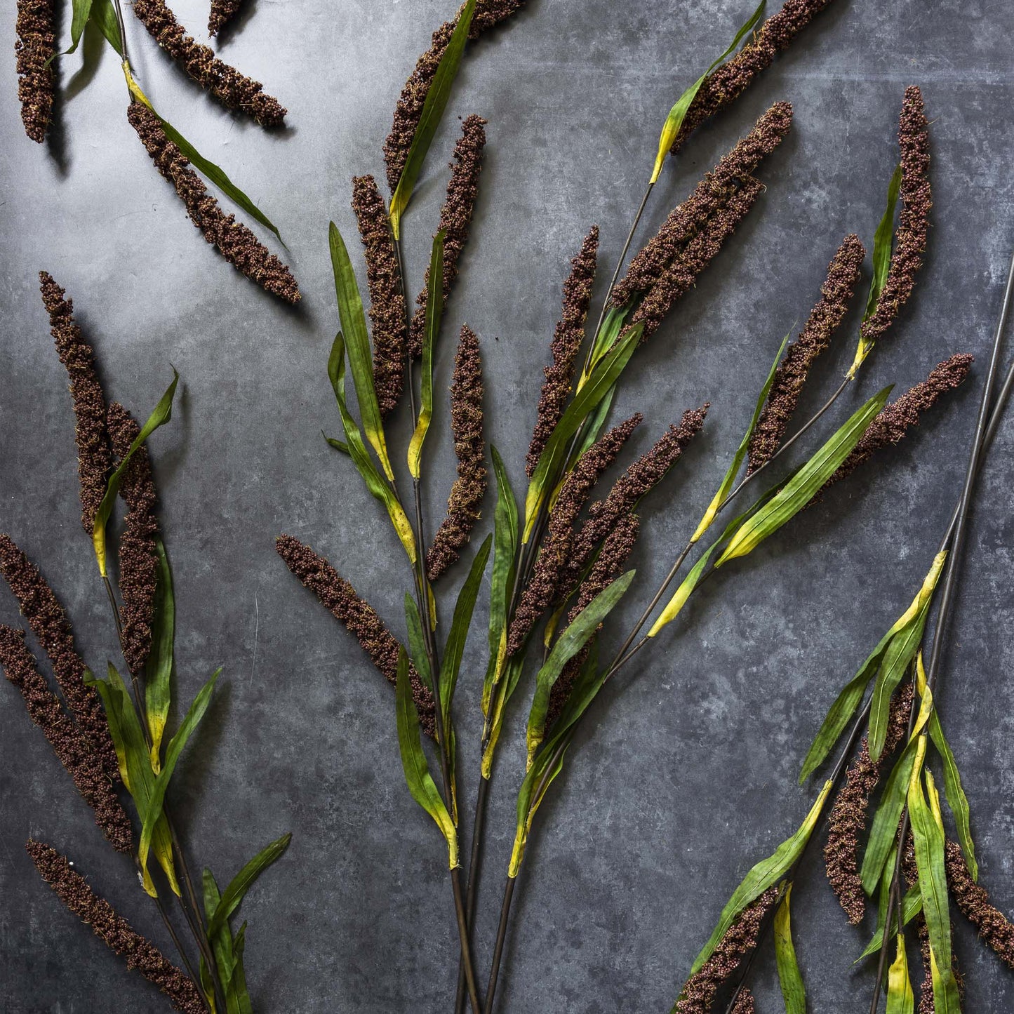 Rice Flower Stem