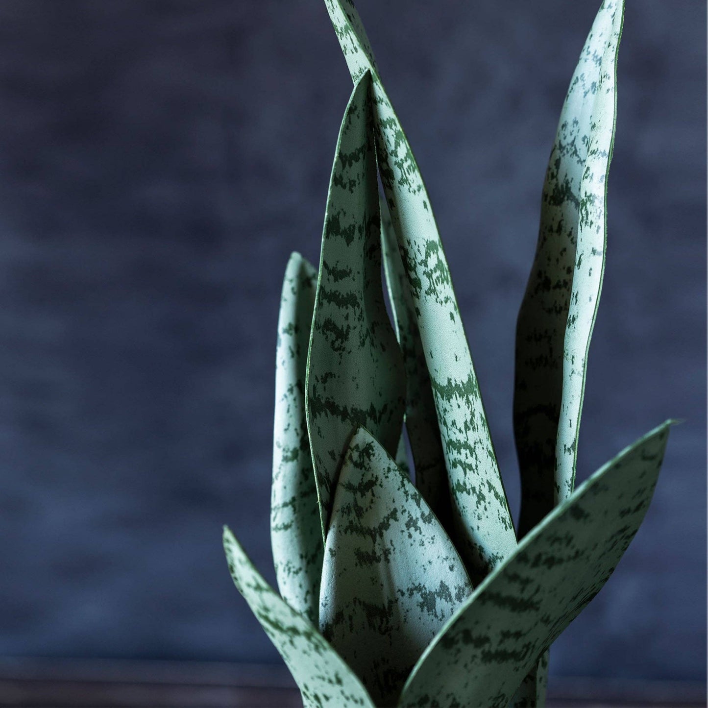 Potted Snake Plant