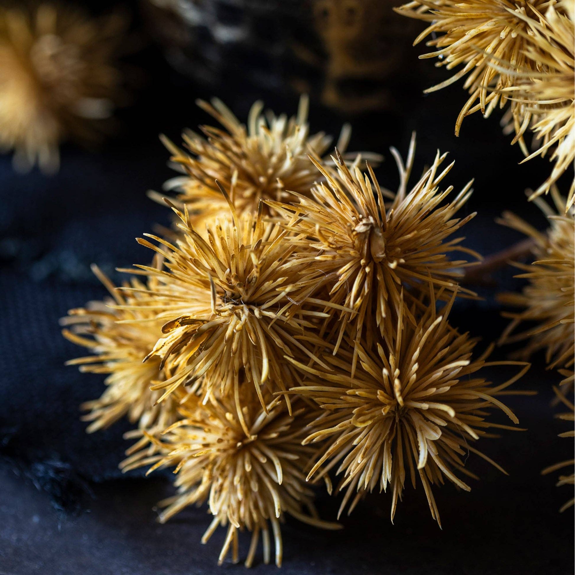 Cluster of Marron Stems - Design Vintage