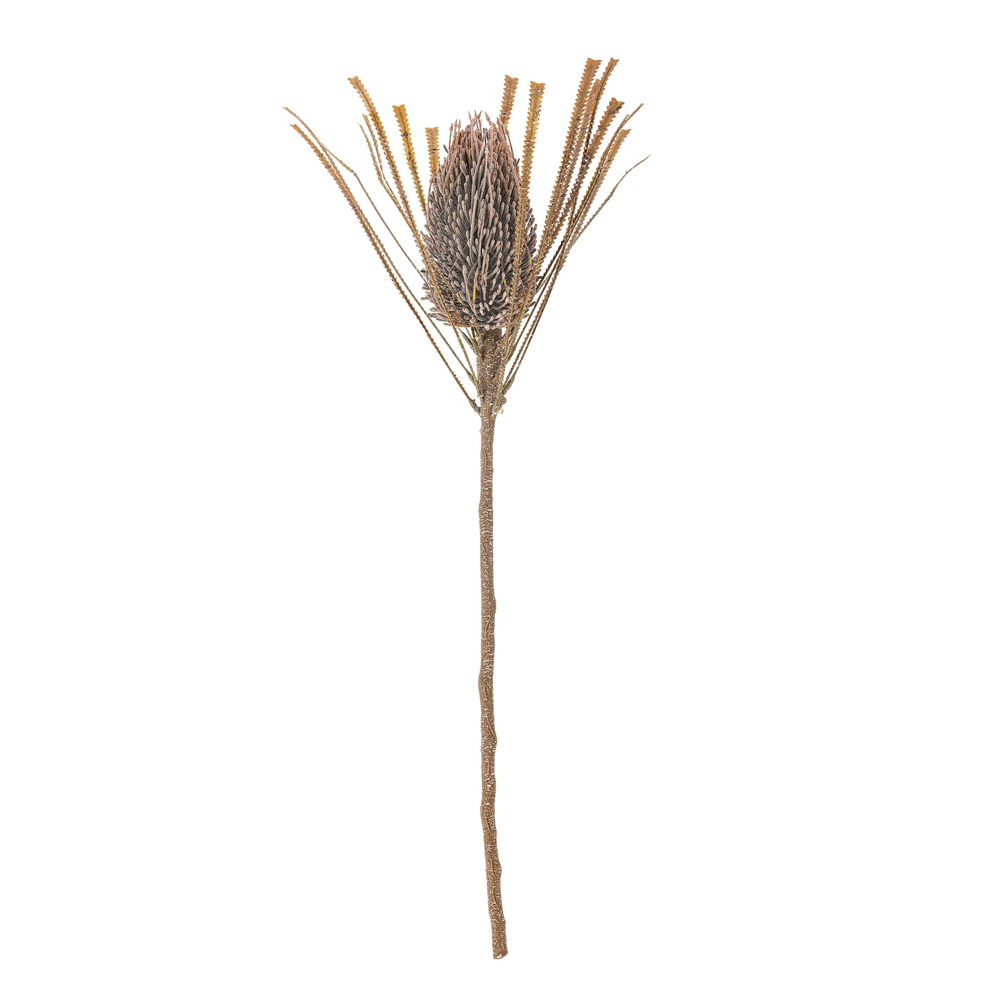 Mocha Palmflower Stem