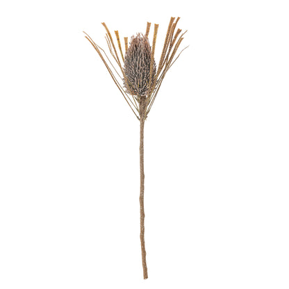 Mocha Palmflower Stem
