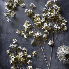 Cream Prunus Blossom