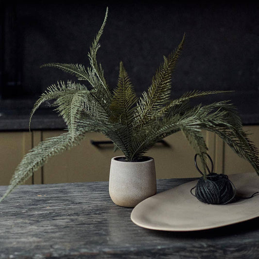 Potted Deer Fern - Design Vintage