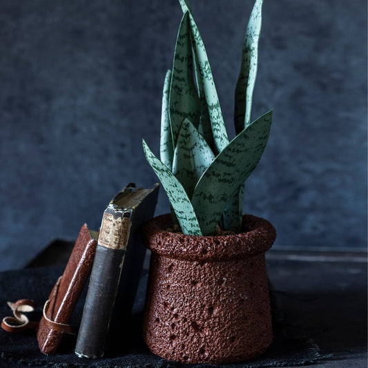 Potted Snake Plant