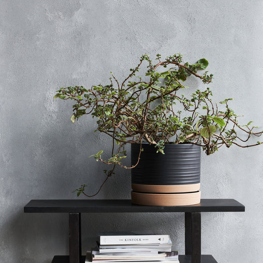 Aston Stoneware Planters - Design Vintage