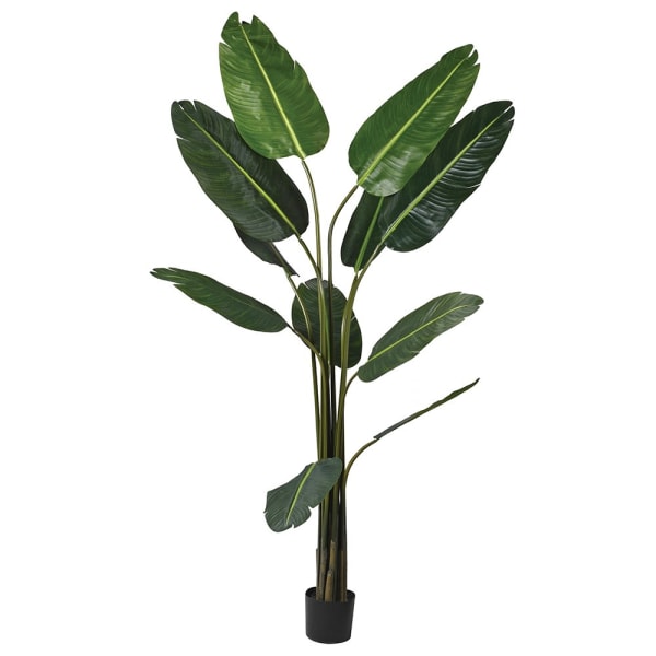 Giant Banana Palm Tree - Design Vintage