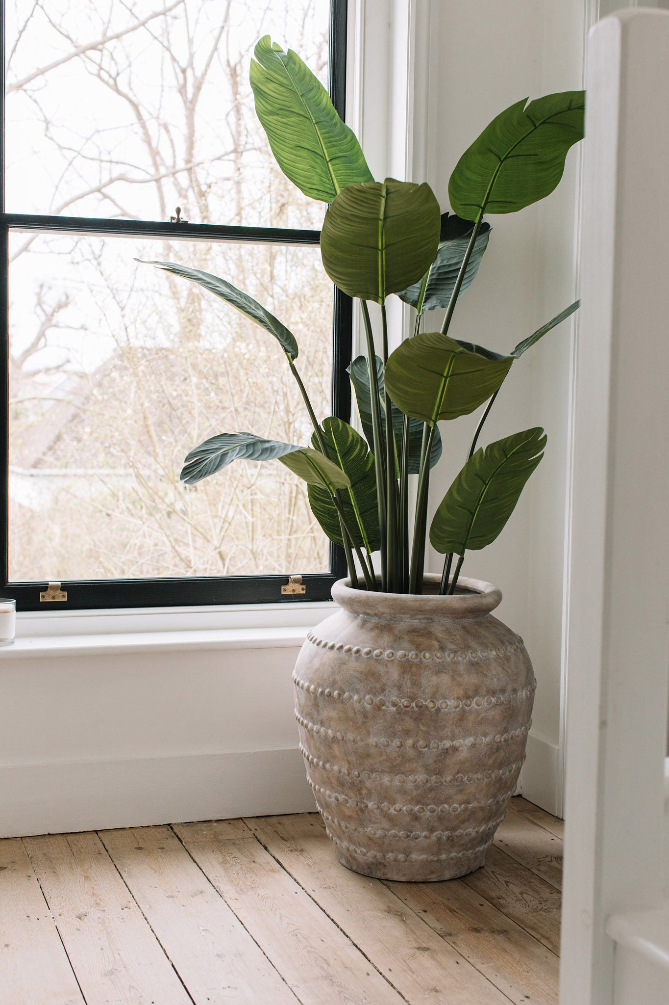 Giant Banana Palm Tree - Design Vintage