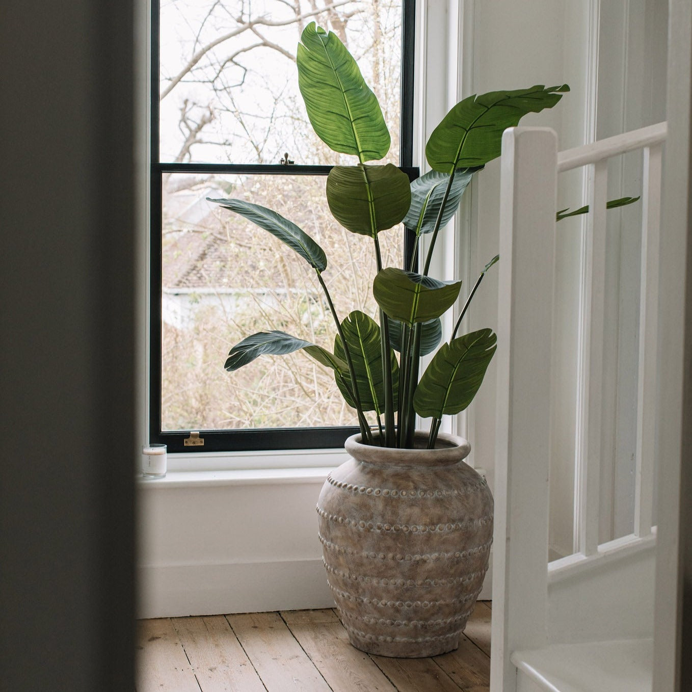 Giant Banana Palm Tree - Design Vintage