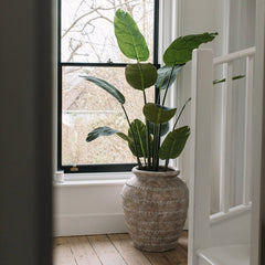 Giant Banana Palm Tree