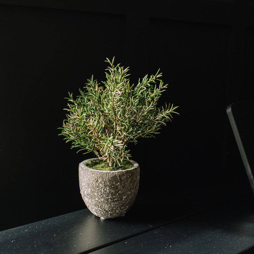 Rosemary in Clay Pot
