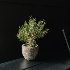 Rosemary in Clay Pot