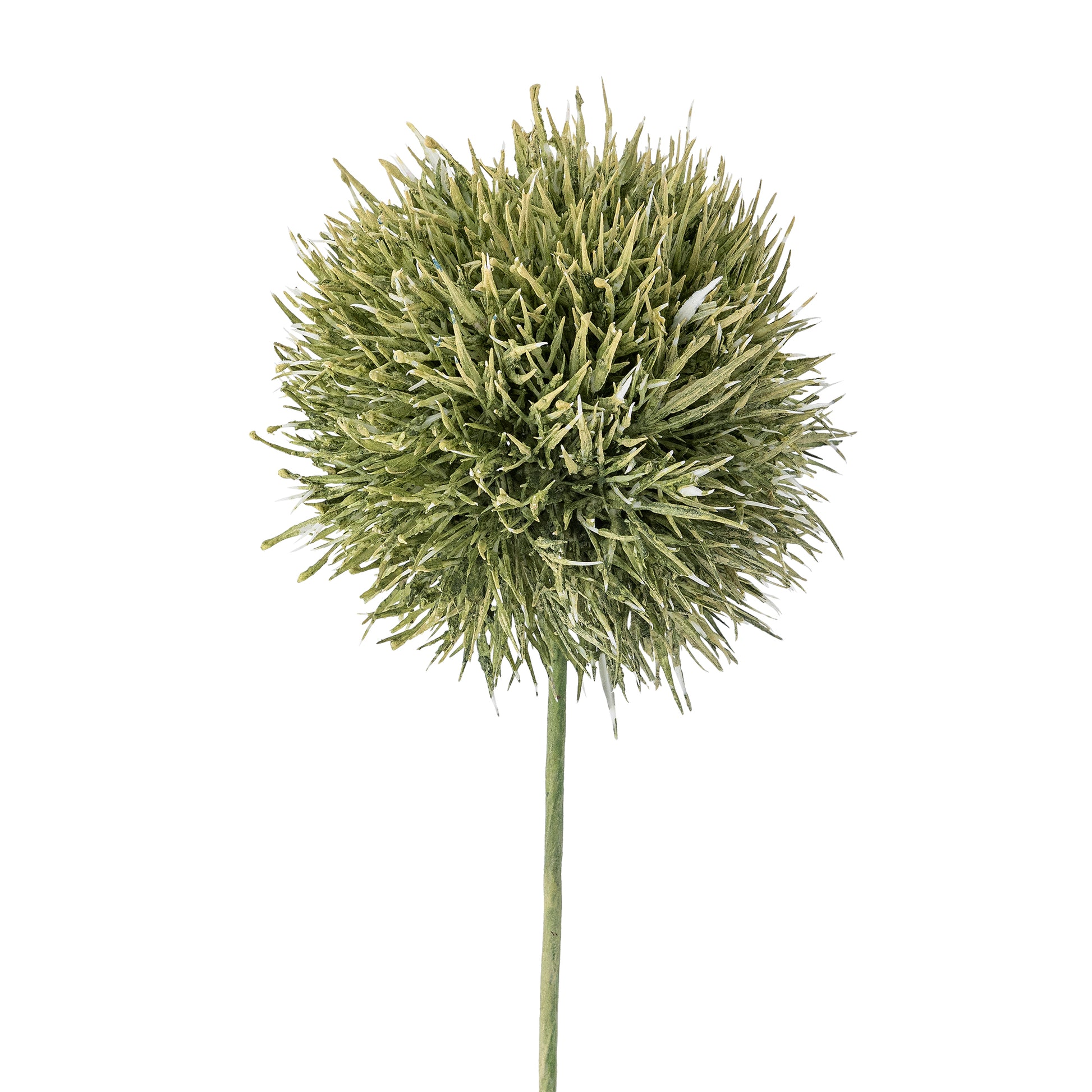 Green Allium Stem - Design Vintage