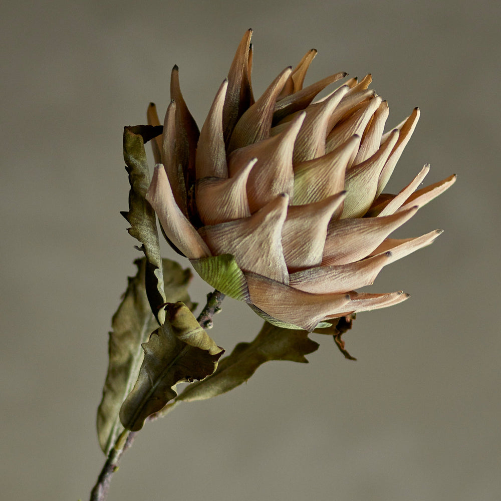King Protea Stem