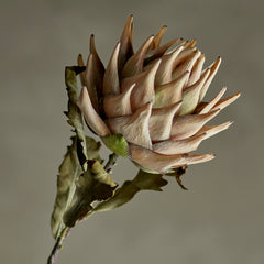 King Protea Stem