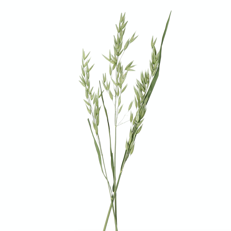 Natural Dried Avena Bunch - Design Vintage