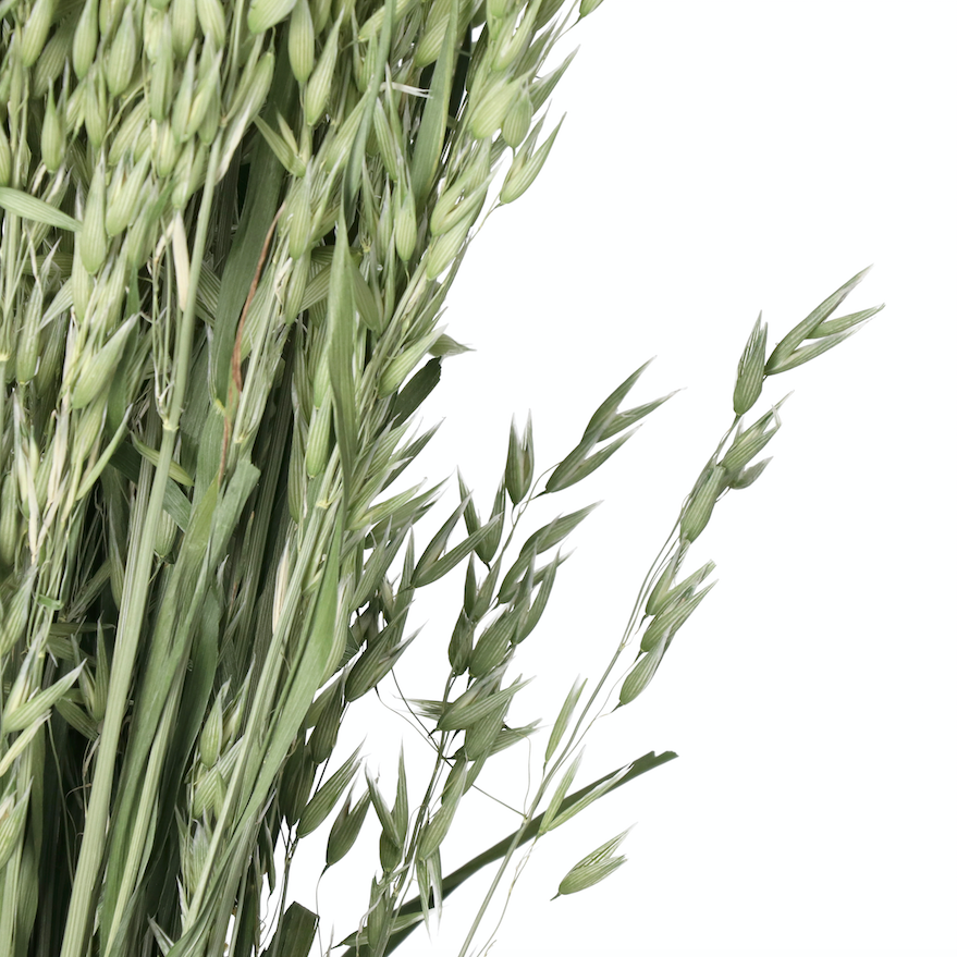 Natural Dried Avena Bunch - Design Vintage