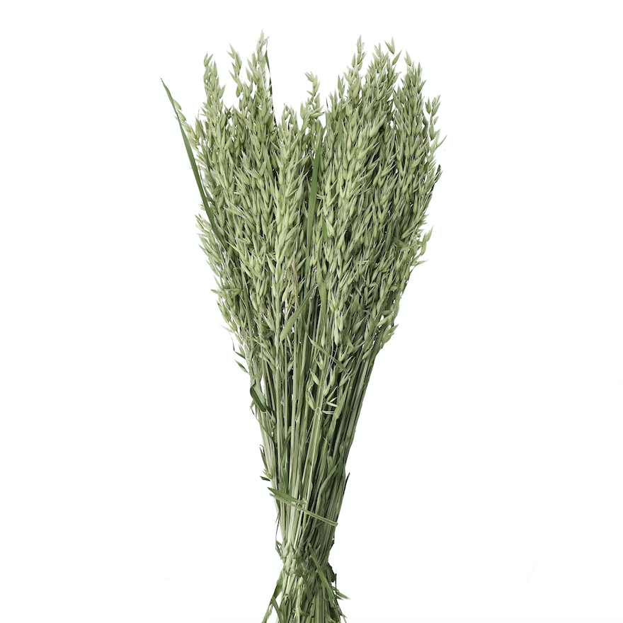 Natural Dried Avena Bunch - Design Vintage
