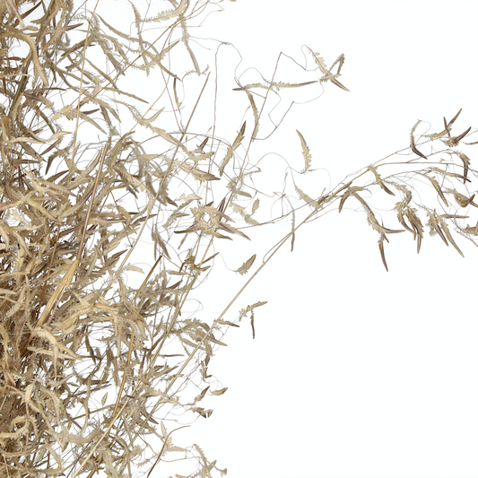 Natural Dried Munni Grass - Design Vintage