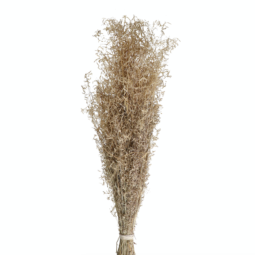 Natural Dried Munni Grass - Design Vintage