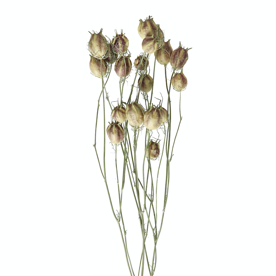 Natural Dried Nigella Pods - Design Vintage