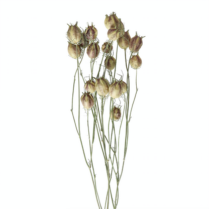Natural Dried Nigella Pods - Design Vintage
