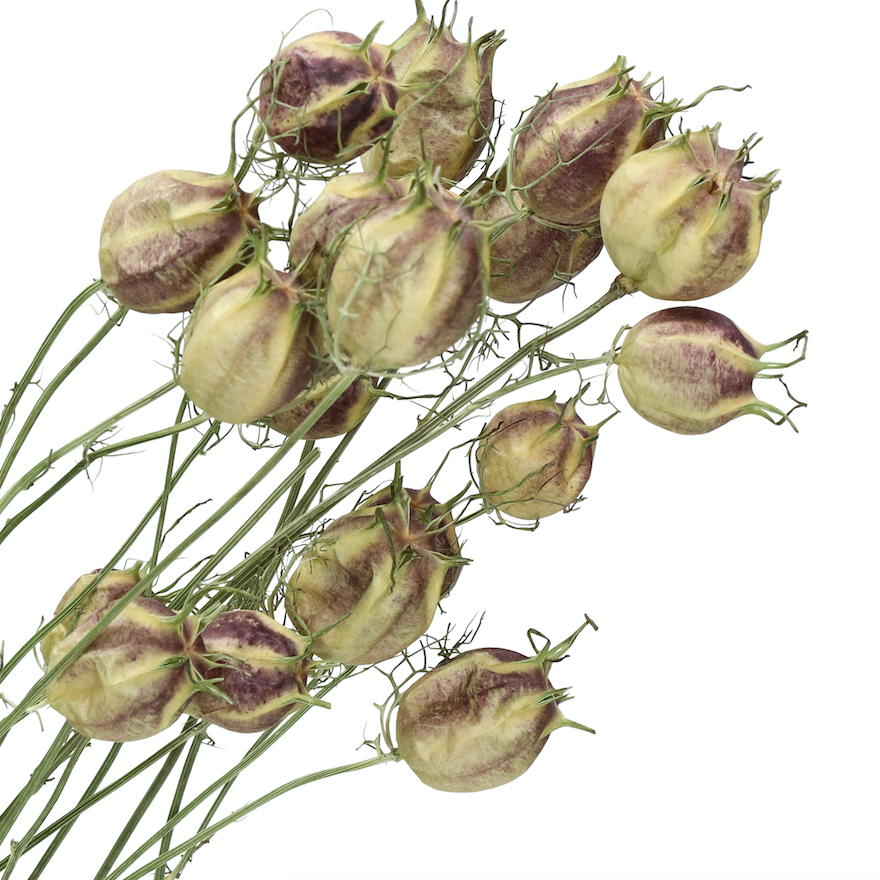 Natural Dried Nigella Pods - Design Vintage