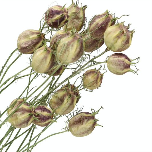 Natural Dried Nigella Pods - Design Vintage