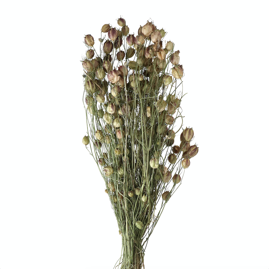 Natural Dried Nigella Pods - Design Vintage