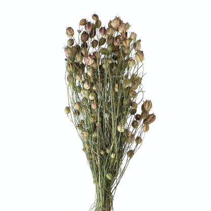 Natural Dried Nigella Pods - Design Vintage