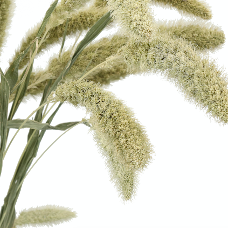 Natural Dried Setarea Grass - Design Vintage