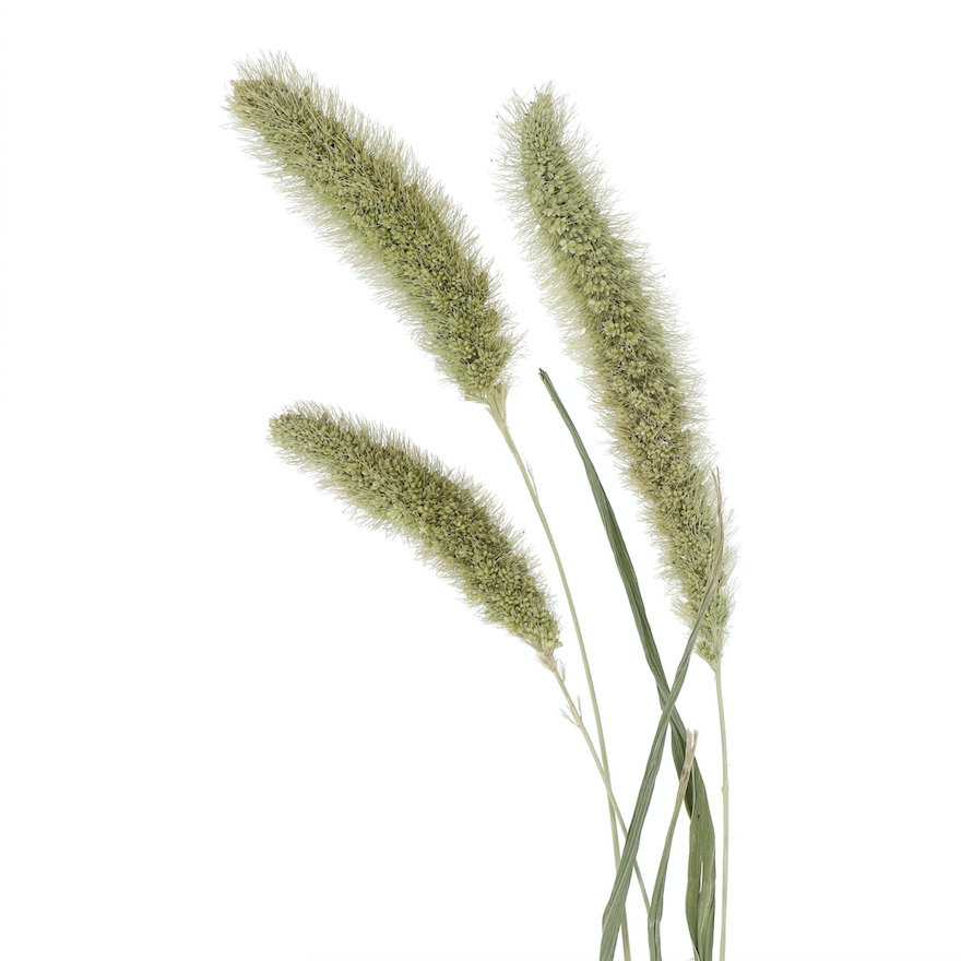 Natural Dried Setarea Grass - Design Vintage