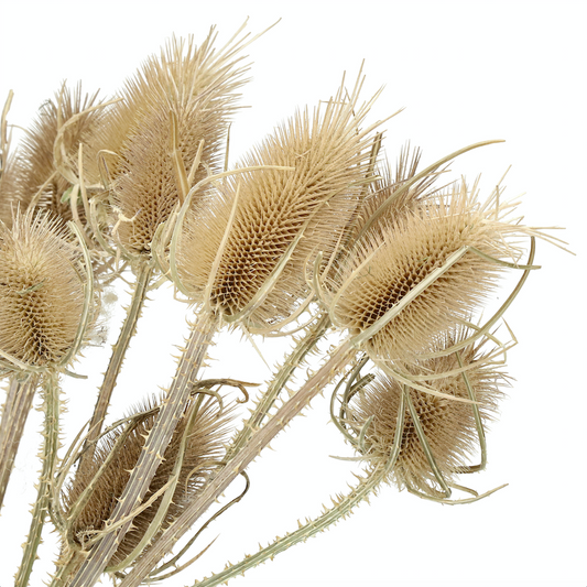 Natural Dried Chardon Thistles - Design Vintage