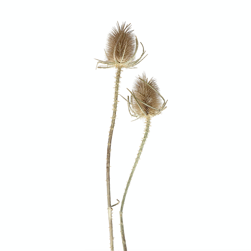 Natural Dried Chardon Thistles - Design Vintage