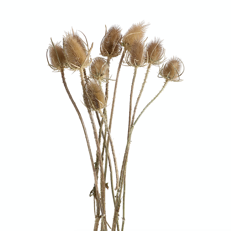 Natural Dried Chardon Thistles - Design Vintage