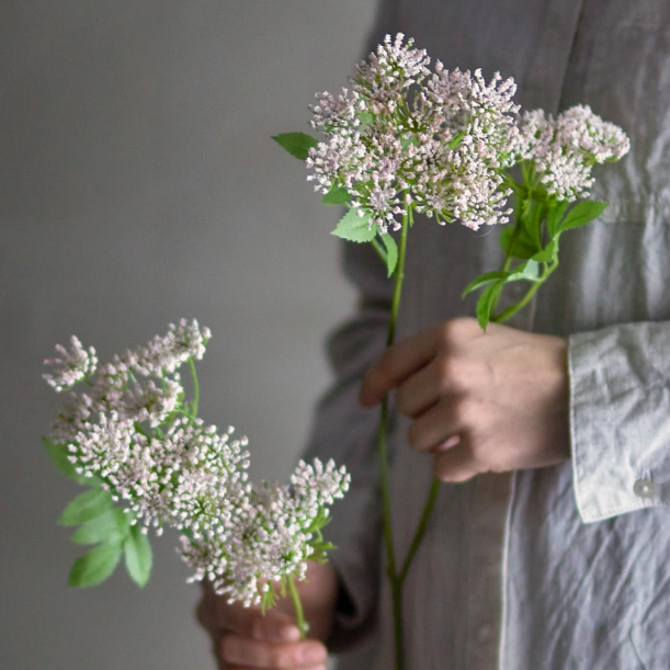 Blush Fennel Stem