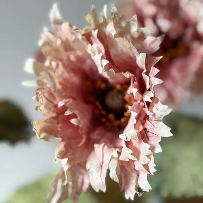 Vintage Blush Poppy