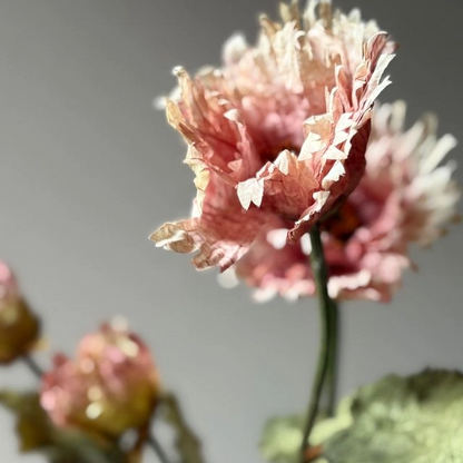 Vintage Blush Poppy